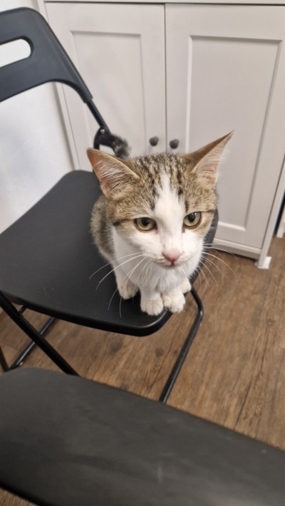 Спешно се търси дом за малко коте- герой