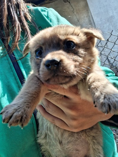 Подарявам кученца