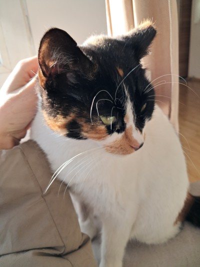 Лейди си търси дом