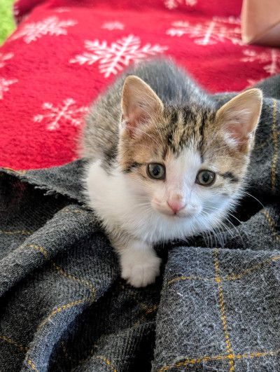 Женско коте на месец и половина търси дом