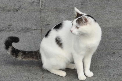 Бела търси дом