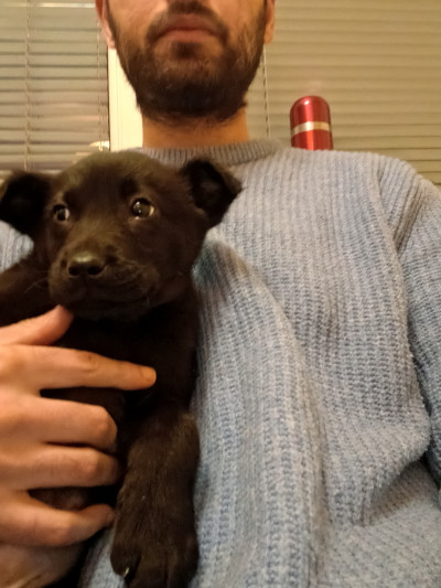 Малък верен приятел търси семейство