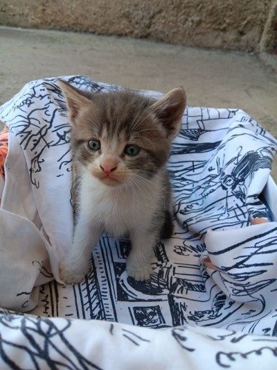 5 сладурчета си търсят дом