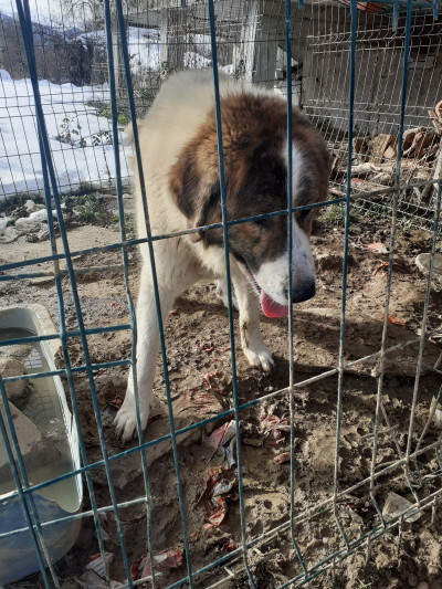 Подарявам каракачянка