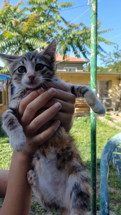 Малки котета и майка им си търсят дом