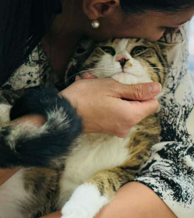 Коте Рио търси дом