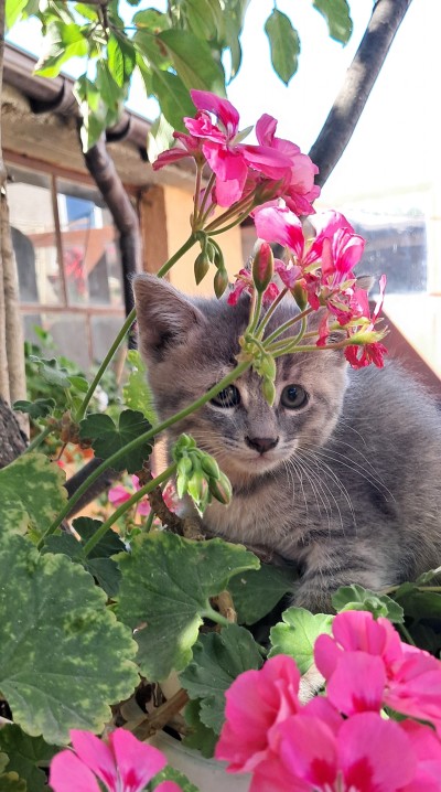 Подарявам малки котета, град Елин Пелин 