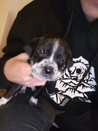 5 малки кученца търсят дом