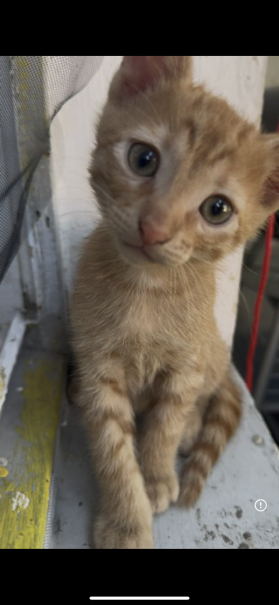 Котенца търсят своите стопани