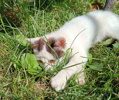 Котето Нана търси дом и малко любов