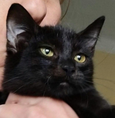 Дарки търси дом!