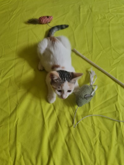 Търси  се осиновител на тези 2 котета