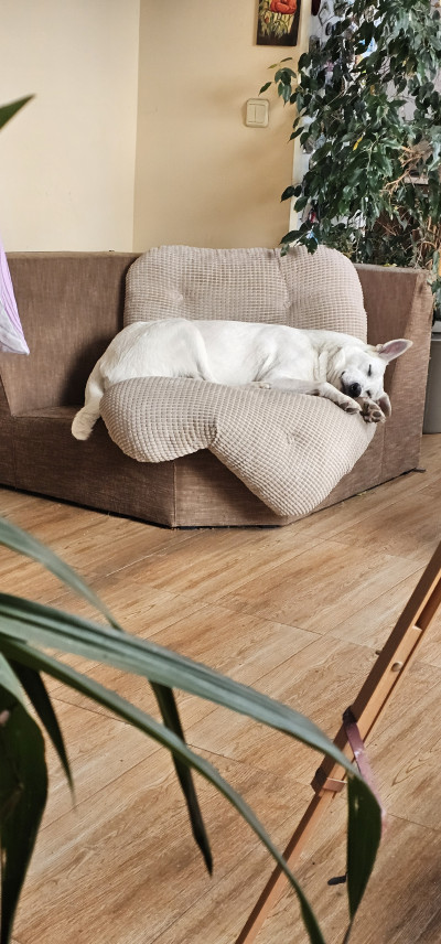 Дейзи си търси дом 