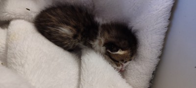 Новородено коте търси своя дом