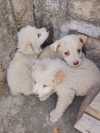 Спешно- кученца имат нужда от дом