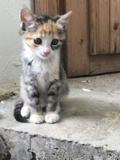 подарявам котета