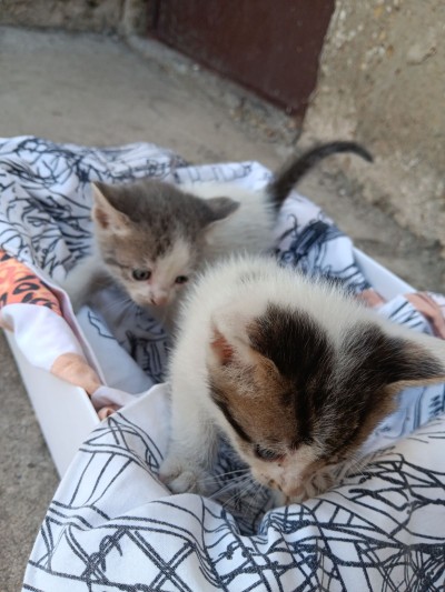 5 сладурчета си търсят дом