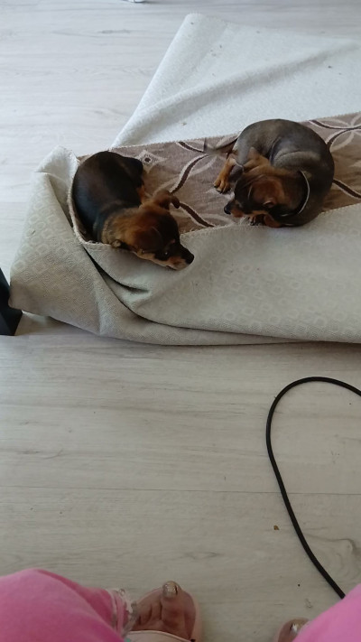 Две кученца братче и сестриче търсят нови стооани