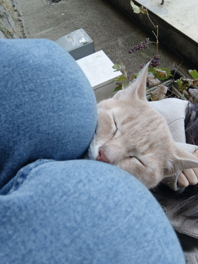 СПЕШНО Търся дом за две котета, които все още са на улицата 