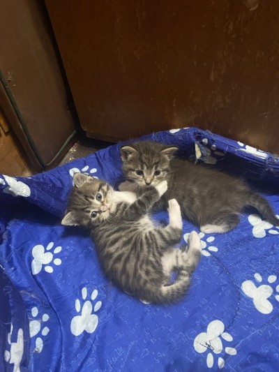 Търся дом на малки котета