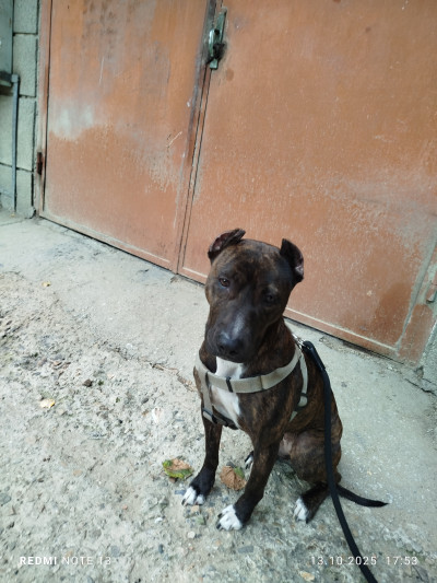 Търсим ново любящо семейство!!!