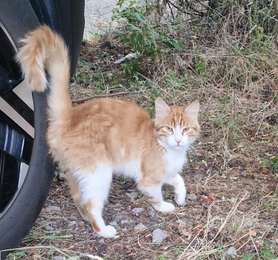 Аз съм ЗЛАТКО, моля дайте ми шанс