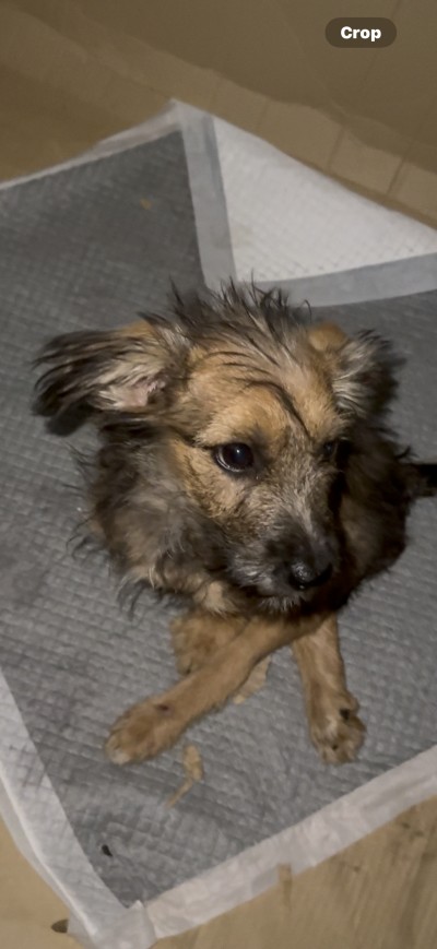 Търсим семейство за Луфи!