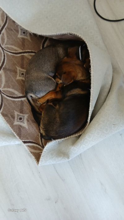 Две кученца братче и сестриче търсят нови стооани