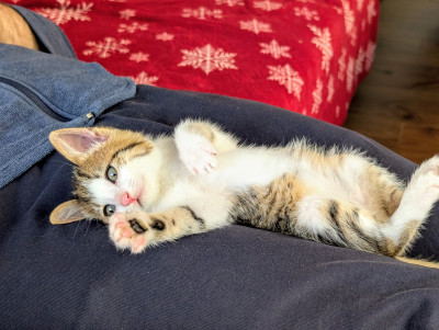 Женско коте на месец и половина търси дом