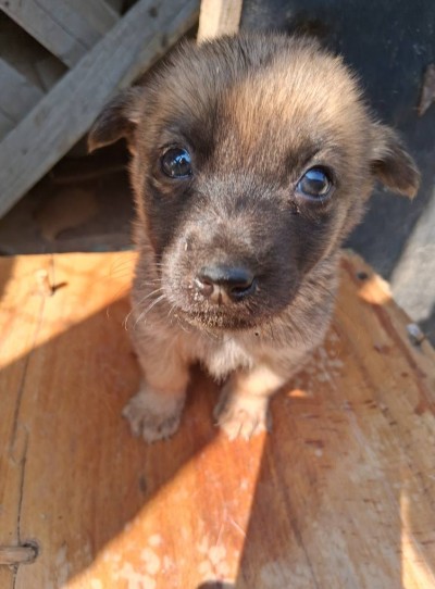 Подарявам кученца