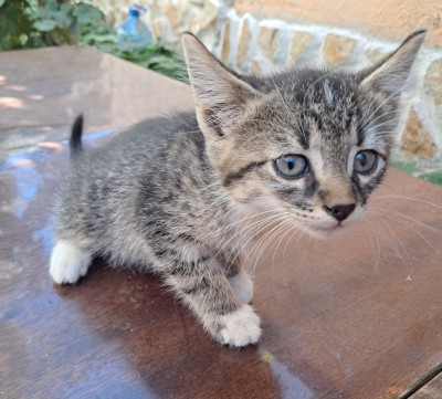 Подарявам малки котета, град Елин Пелин 