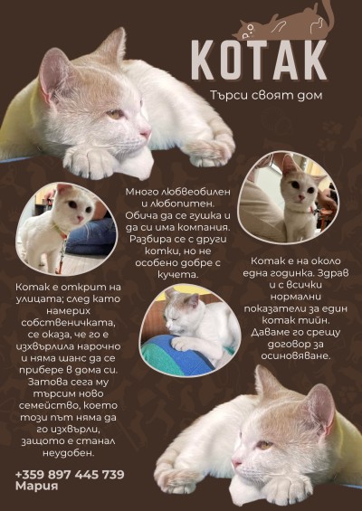 КОТАК търси дом 