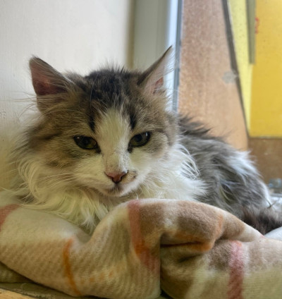 4/5-месечно момиченце търси дом!