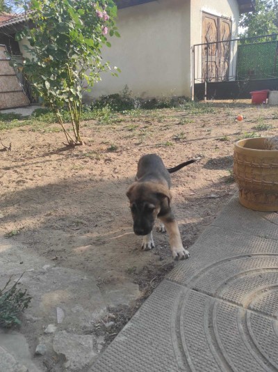 Три малки женски кученца