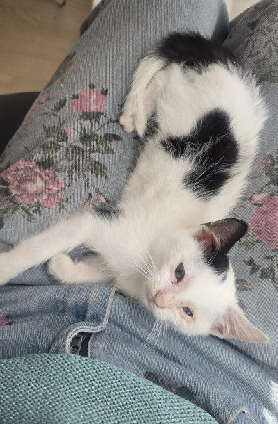 Миличкият Чио търси своя дом