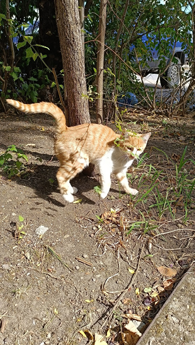 СПЕШНО Търся дом за две котета, които все още са на улицата 