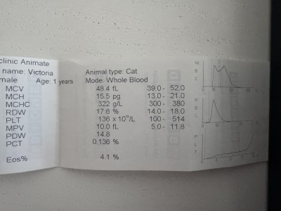 Женско коте търси дом 