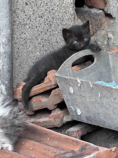 Бебе котенце търси своя дом в гр. Пловдив 