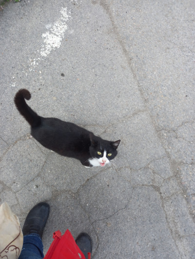 бездомна котка търси дом