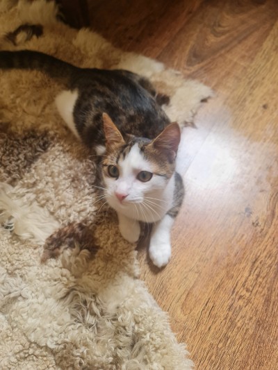 Давам две котета за осиновяване 