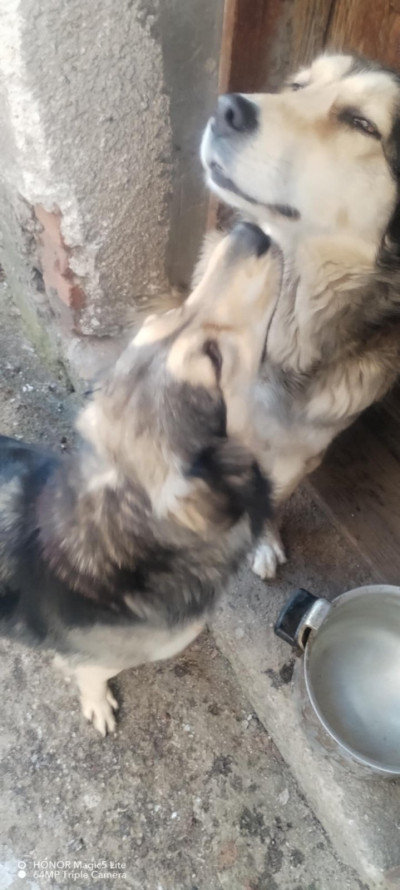 Две прекрасни кучета търсят своя нов дом