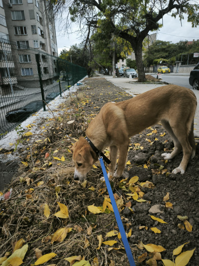 Сладур търси своя дом