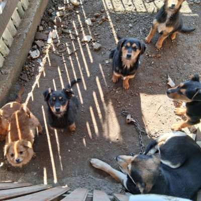 Подарявам кутрета