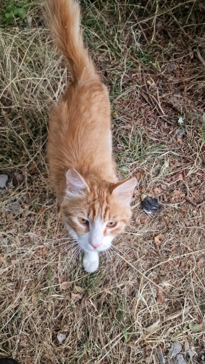 Аз съм ЗЛАТКО, моля дайте ми шанс