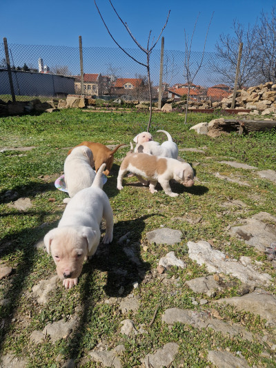 Подарявам кученца , майка дого аржентино