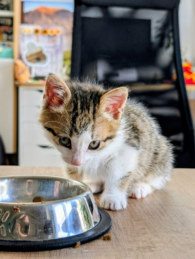 Женско коте на месец и половина търси дом