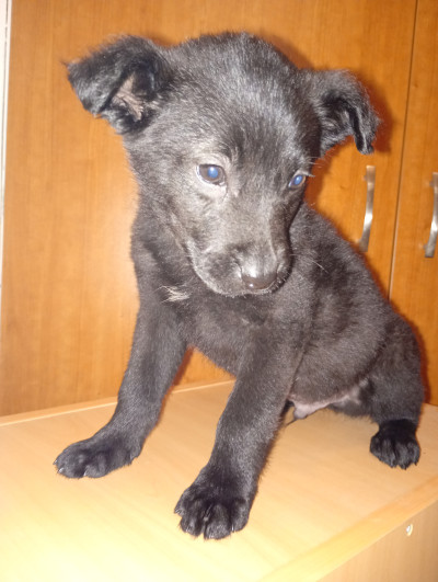 Малък верен приятел търси семейство