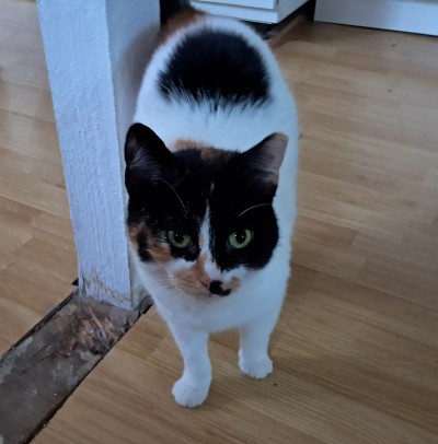 Лейди си търси дом