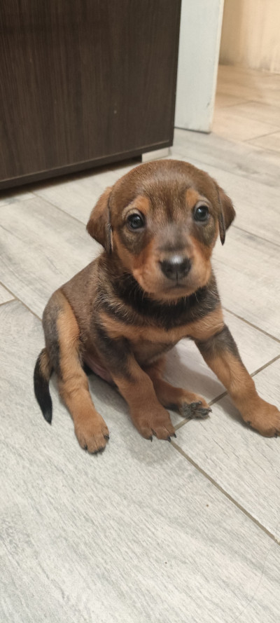 5 малки кученца търсят дом