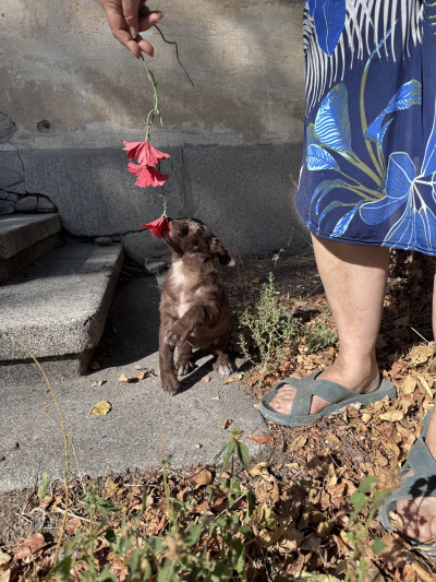 Кая на 3мес. от Пловдив